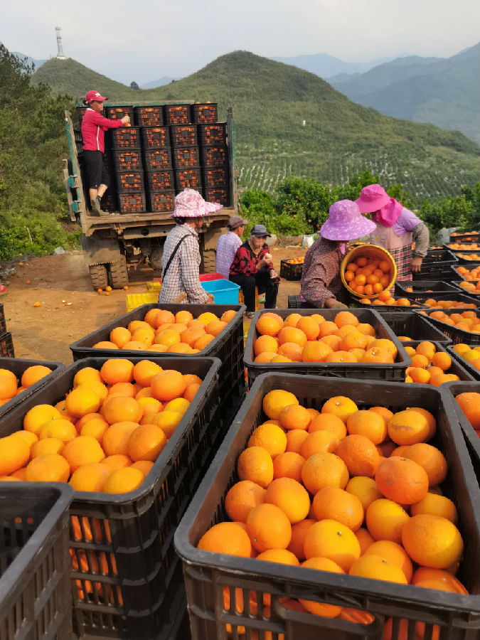 河路口沃柑.jpg