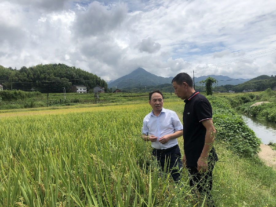 2图为衡山农商银行董事长王云峰同志在查看衡山茂丰农业有限公司水稻生产情况.png