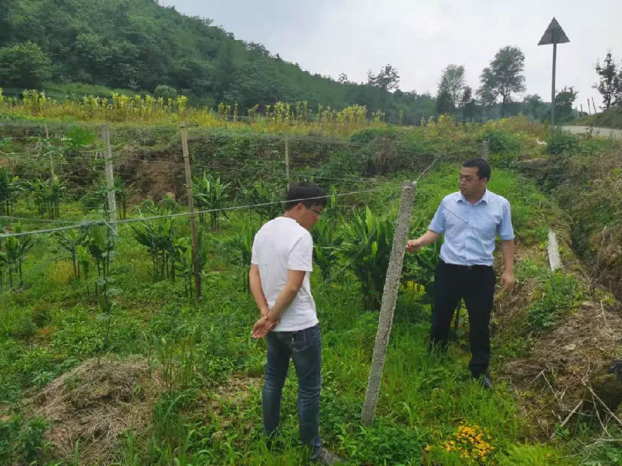 图为吉卫支行龙云浦调研吊瓜种植.jpg