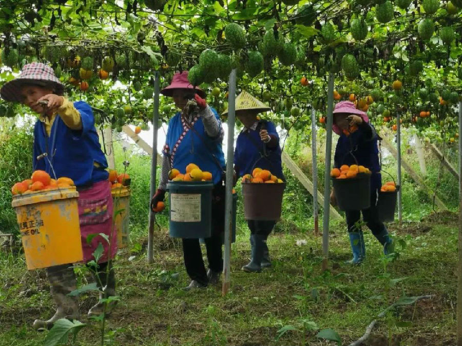 图为农户采摘吊瓜.jpg
