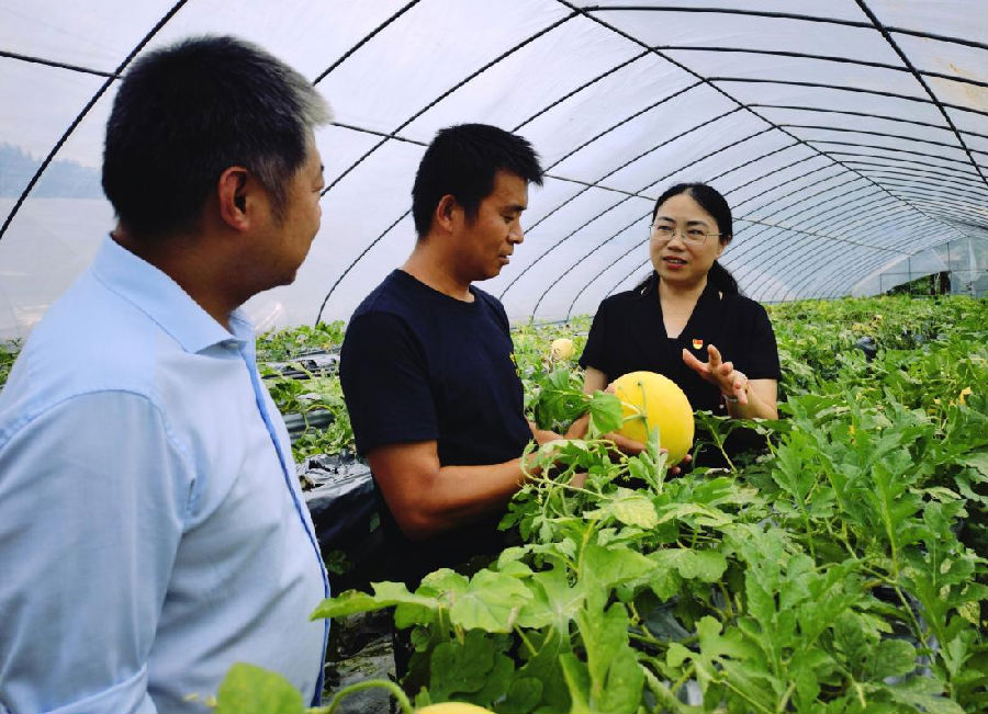 图为桑植县思家家庭农场负责人向该行工作人员介绍水果种植情况。.png